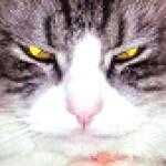 Profile picture of Magic Yip