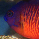 Profile picture of Simon Zaleski