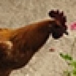 Profile picture of Susan Carriere